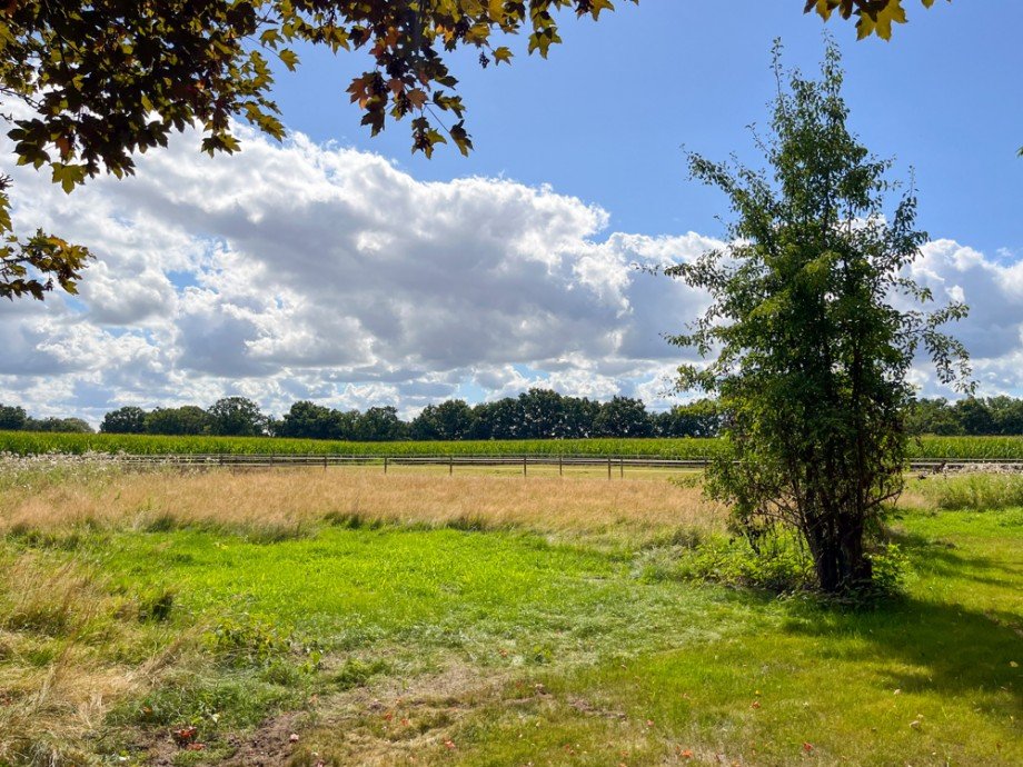 Weidenfl�che Resthof Oldenburg (Oldenburg) / Donnerschwee